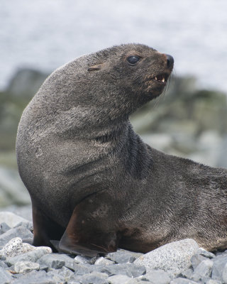Fur Seal on Half Moon Island