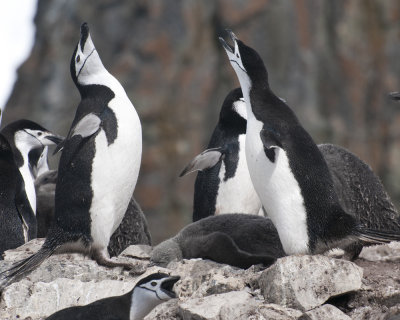Chinstrap Penguins Talking it Up on Half Moon Island