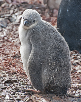 Chinstrap Penguin Chick on Half Moon Island