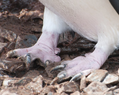 Chinstrap Penguin's Feet