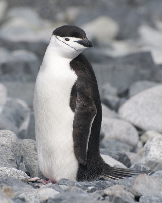 Chinstrap Penguin Posing