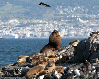 Southern Fur Seals near Ushuaia