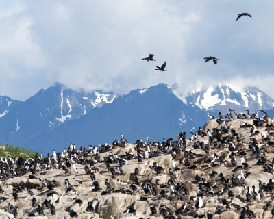 Imperial Shag Rookery
