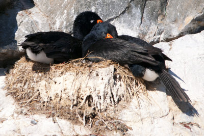 Imperial shags on Nest in Beagle Channel