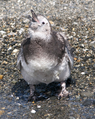 Immature Magellenic Penguin