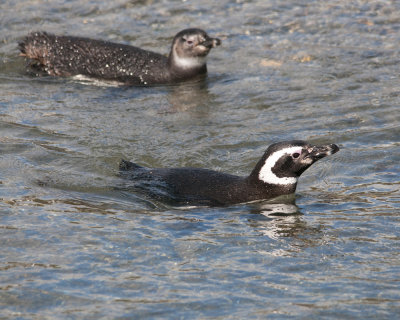 Magellenic Penguins in Water