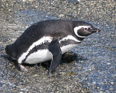 Mature Magellenic Penguin
