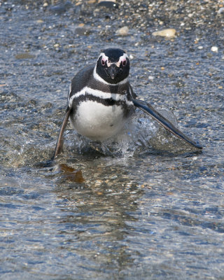 Magellenic Penguin in Water