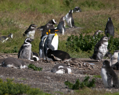 King Penguins with Magellenic and Gentoo Penguins