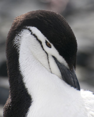 Chinstrap Penguin Prtrait