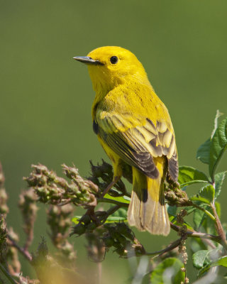 Male Yellow Warbler