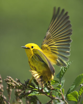 Yellow Warbler with wings spread