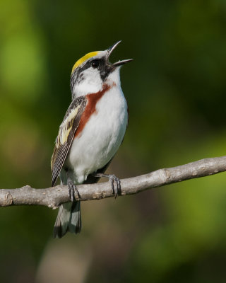 Chestnut-sided Warbler Singing