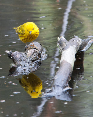 Male Yellow Warbler Reflection