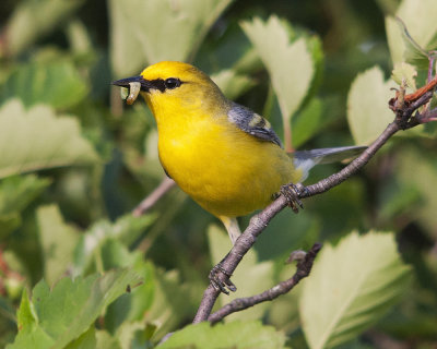 Blue-winged Warbler with Food