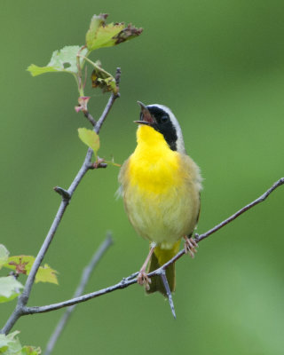 Common Yellowthroat Singing His Song 2