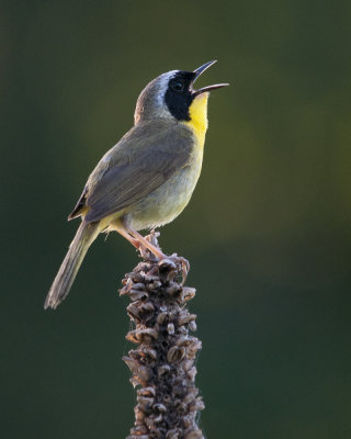 Evening Song of the Common Yellowthroat