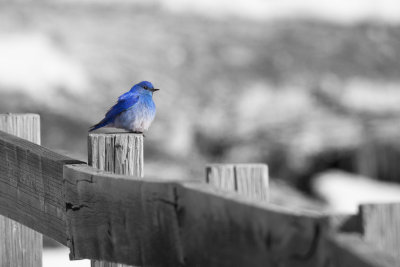Mountain Bluebird on Fence
