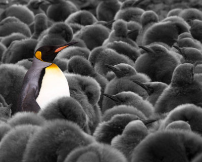 King Penguin with Chicks