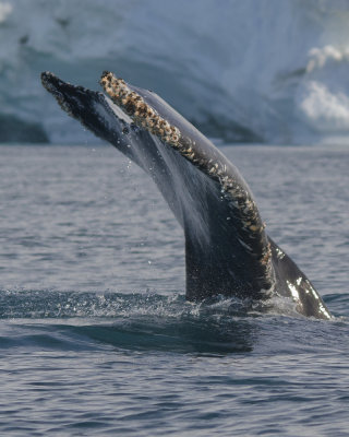 Whale Tail, disko Bay, Illulisatt