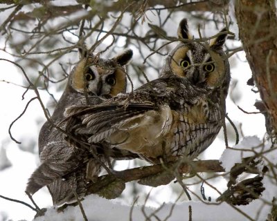 Long-eared Owls