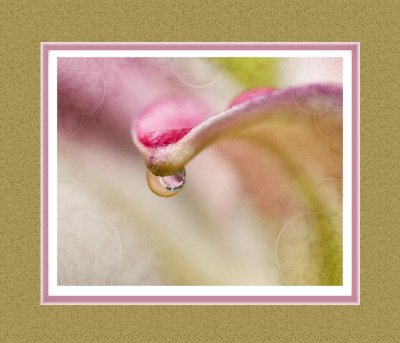 Framed Lily Petal and Waterdrop