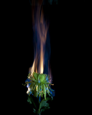 Flower on Fire