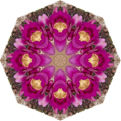 Floral Kaleidoscope 2