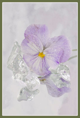 Pansy with Ice and Water
