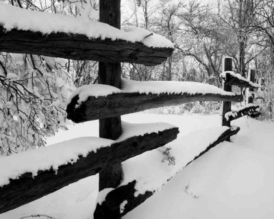 Snowy Fence