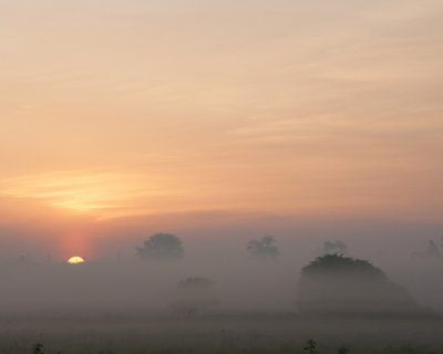 Foggy Morning