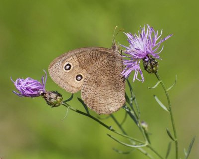 Butterfly on Purple flower