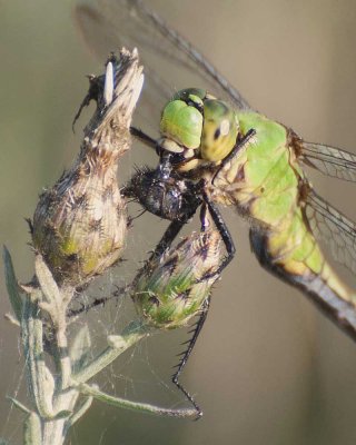 Dragonfly Eating 2