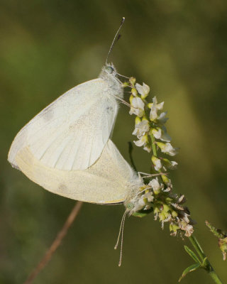 Cabbage White Butterflies