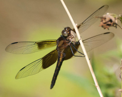 Dragonfly Eating