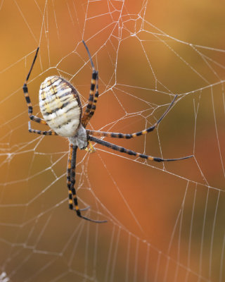 Spider and Autumn Colours