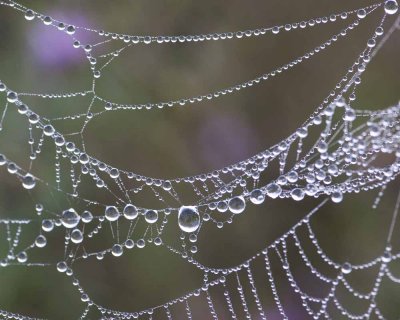 Dewy Spider web