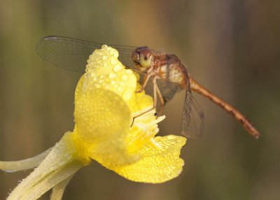 Dragonfly on Dewy Yellow Flower