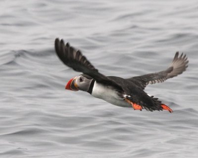 Witless Bay - Puffin in flight