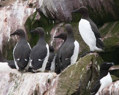 Thin Billed Murres And Bridled Murres at Witlees Bay