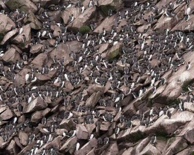 Thin Billed Murre Colony at Witless Bay