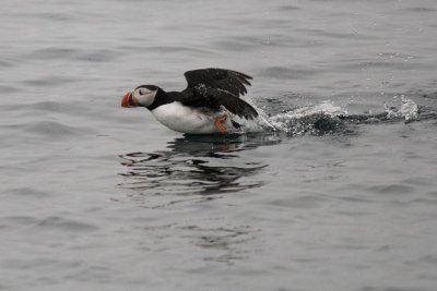 PuffinTaking Off