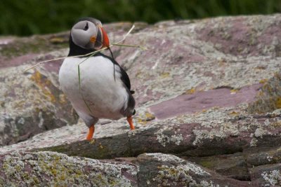 Witless Bay Puffin with Nesting Material