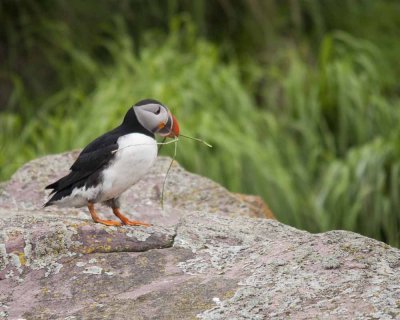 Puffin with Nesting Material