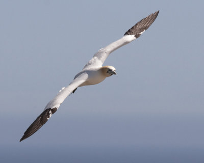 Gannet Flying with the Currents