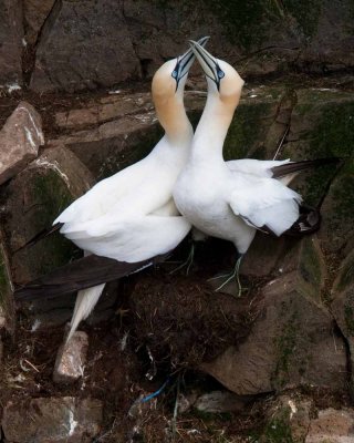 Gannets Courting-Bill Fencing