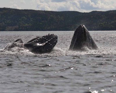 Whales Feeding on Capelin