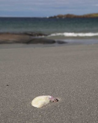 Beached Shell