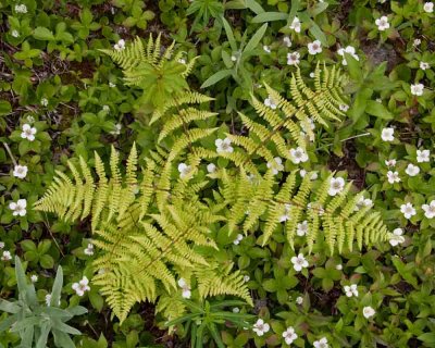 Delicate Ferns and Bunchberry