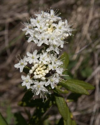 Labrador Tea Flowers